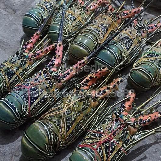 Budidaya dan hasil tangkapan lobster masyarakat Desa Latak Ayah